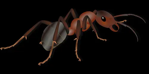 Ant-Control--in-Croton-Ohio-ant-control-croton-ohio.jpg-image