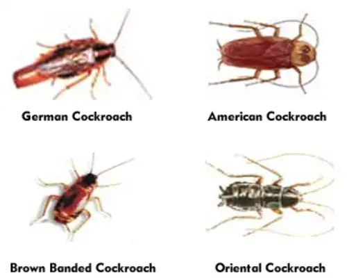 Cockroach-Extermination--in-North-Fairfield-Ohio-cockroach-extermination-north-fairfield-ohio.jpg-image