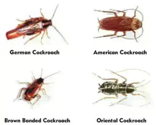 Cockroach-Extermination--in-Willoughby-Ohio-cockroach-extermination-willoughby-ohio.jpg-image