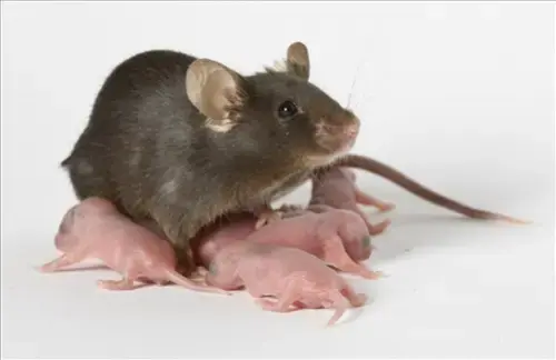 Mice-Extermination--in-Lodi-Ohio-mice-extermination-lodi-ohio.jpg-image