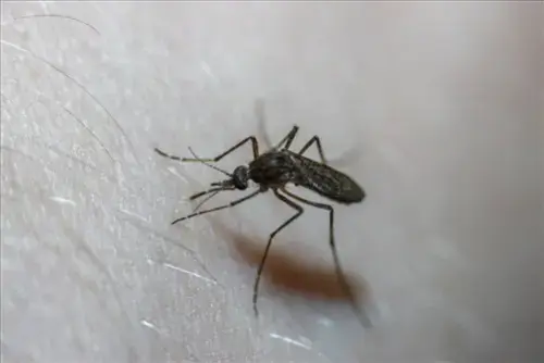 Mosquito-Control--in-Bradner-Ohio-mosquito-control-bradner-ohio.jpg-image