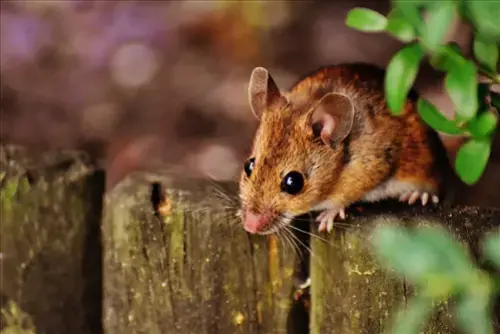 Mouse-Pest-Control--in-Apple-Creek-Ohio-mouse-pest-control-apple-creek-ohio.jpg-image