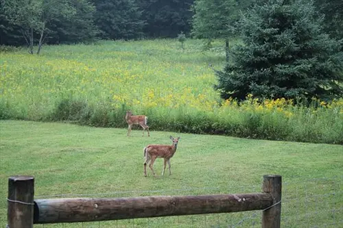 Nuisance Wildlife Control