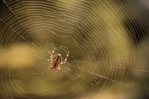 Spider-Removal--in-Bowling-Green-Ohio-spider-removal-bowling-green-ohio.jpg-image