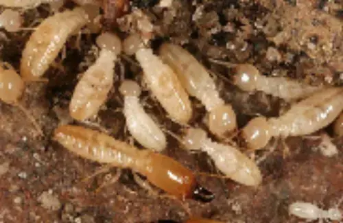 Termite-Treatment--in-Clay-Center-Ohio-termite-treatment-clay-center-ohio.jpg-image